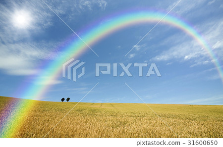 Wheat field, tree, cloud, rainbow and sun 31600650