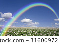 Potato flower and clouds and potato field rainbow Potato flower and clouds and potato field rainbow 31600972