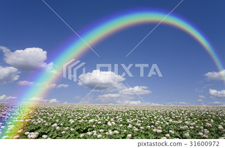 Potato flower and clouds and potato field rainbow 31600972