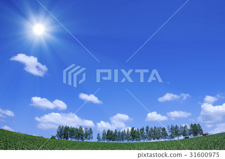 白樺樹和太陽 31600975