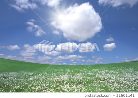 白花和白色雲彩在草原和太陽 31601141