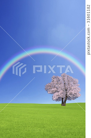 櫻花樹和彩虹在草原 櫻花樹和彩虹在草原 31601182