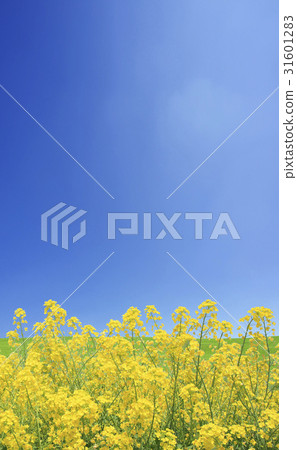 強姦鮮花和天空 31601283