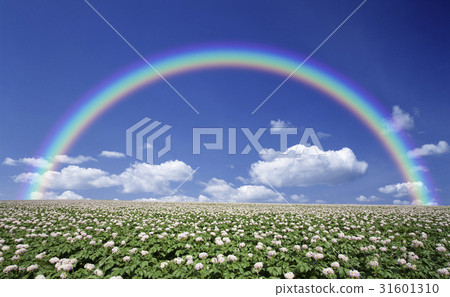 Potato flower and clouds and potato field rainbow 31601310