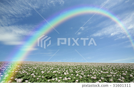 土豆花和雲彩和土豆領域彩虹 31601311