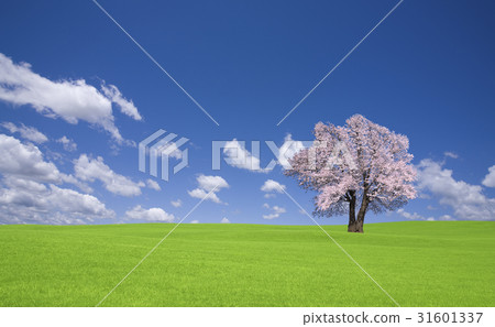 佐倉樹和雲彩在草原 31601337