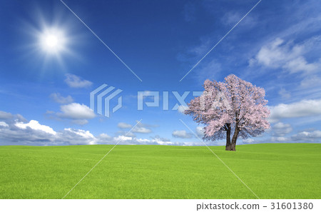 Sakura tree and clouds in the grassland 31601380