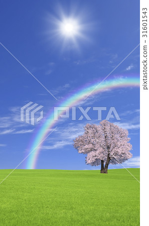 與雲彩和彩虹的櫻花樹 31601543