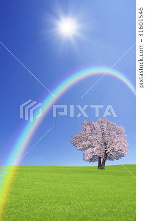 與雲彩和彩虹的櫻花樹 31601546