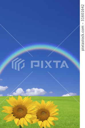 大草原和天空和向日葵 31601642