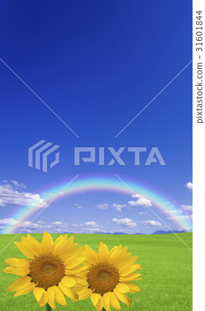 Prairies and the sky and sunflower 31601844