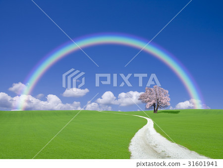 櫻桃樹和白色路和彩虹 31601941