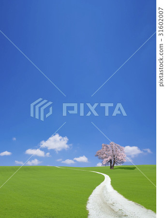 Cherry tree and white road Cherry tree and white road 31602007