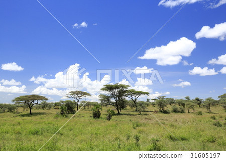 Savannah in Serengeti National Park 31605197