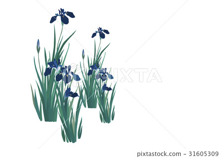 Iris Iris 31605309
