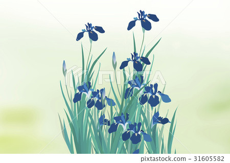Iris 31605582