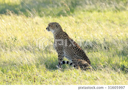  獵豹 31605997