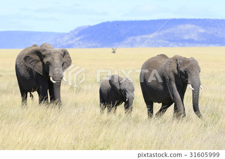 非洲大象群 31605999