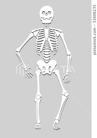 skeleton skeleton 31606235
