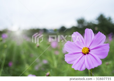Pink cosmos flowers close up Pink cosmos flowers close up 31607735