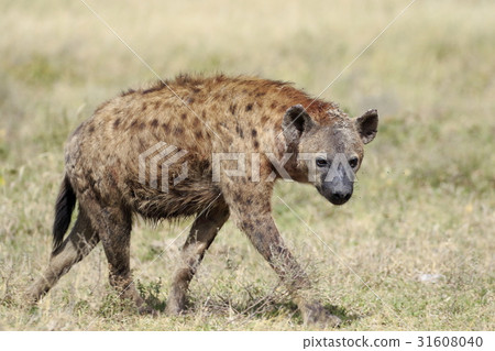 hyena 31608040