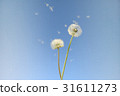 Dandelion seeds flying in the wind 31611273