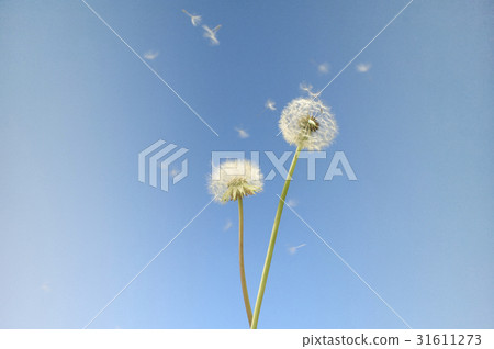 Dandelion seeds flying in the wind Dandelion seeds flying in the wind 31611273
