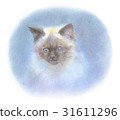 Kitten of Himalayan 31611296