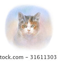 Staring gaze cat 31611303