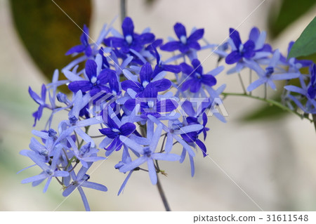 Tin leaf vine 31611548