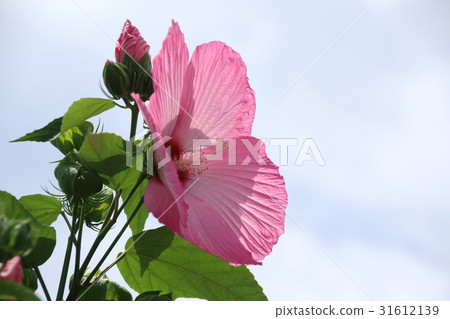 Furyo的綻放 Furyo的綻放 31612139