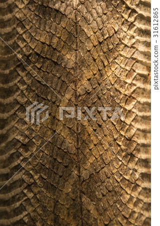 The old snake leather 31612865