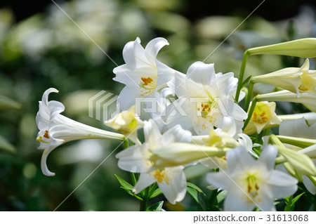 Lily of Tepopura 31613068