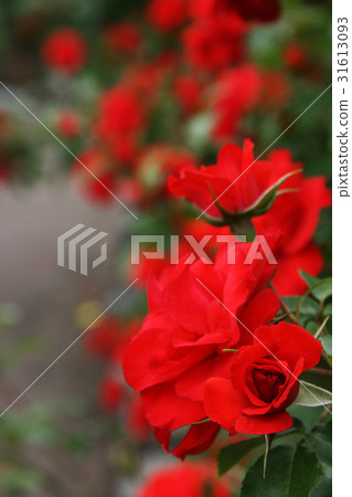 Roses 1 Roses 1 31613093
