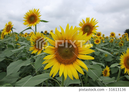 向日葵田 31613136