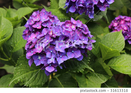 Hydrangea wetted by rainy season rain (4) 31613318
