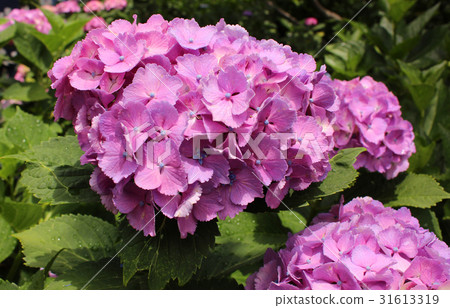 Hydrangea wetted by rainy season rain (5) 31613319