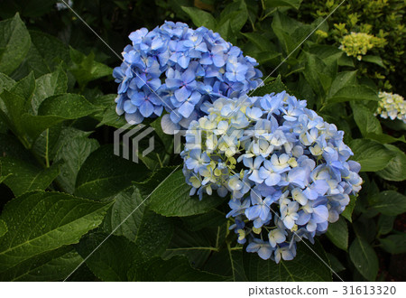 Hydrangea wetted by rainy season rain (6) 31613320