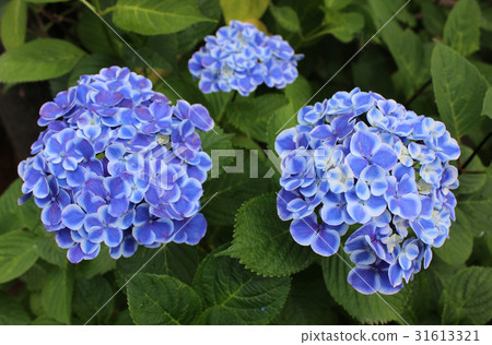Hydrangea of two color petals that became full bloom 31613321