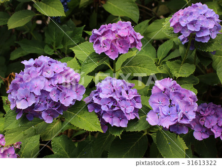 Hydrangea wetted by rainy season rain (7) 31613322