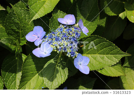 Hydrous hydrangea wet in the rainy season of rainy season 31613323
