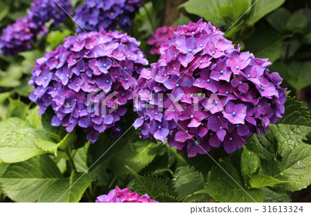 Hydrangea wetted by rainy season rain (8) 31613324