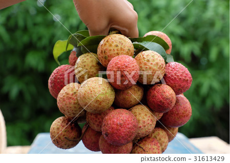 bunch of litchi fruit or lychee fruits bunch of litchi fruit or lychee fruits 31613429