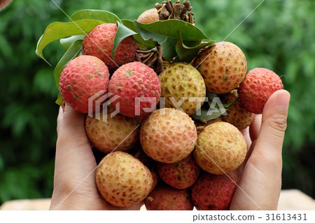 bunch of litchi fruit or lychee fruits bunch of litchi fruit or lychee fruits 31613431