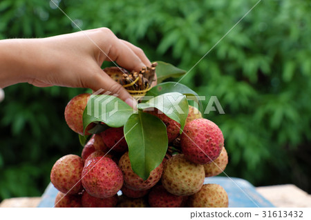 bunch of litchi fruit or lychee fruits bunch of litchi fruit or lychee fruits 31613432