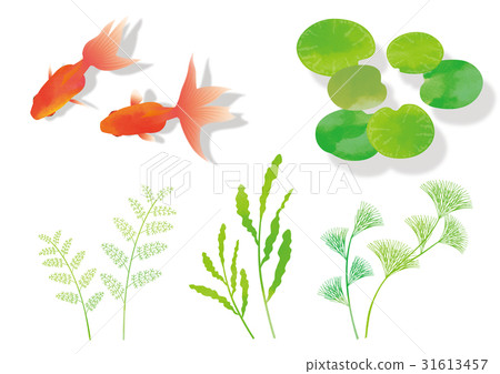金魚·水生植物（有陰影）_材料a 31613457
