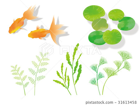 Goldfish / aquatic plants (with shadow) _ Material b Goldfish / aquatic plants (with shadow) _ Material b 31613458