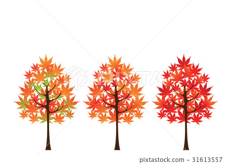 秋天的樹葉 31613557
