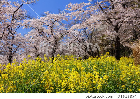 Cherry blossoming state-owned Musashi Hills Forest Park Cherry blossoming state-owned Musashi Hills Forest Park 31613854