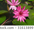 closeup pink lotus flowers in pond selective focus 31613899